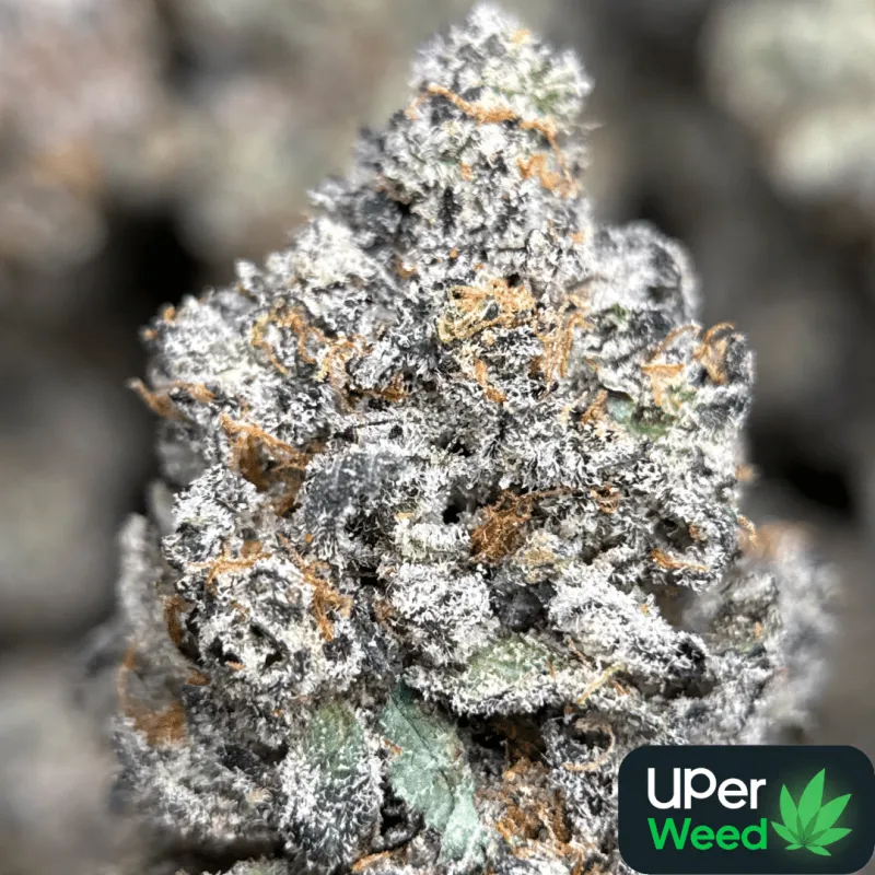 Amnesia Gold 6A+ photo 11