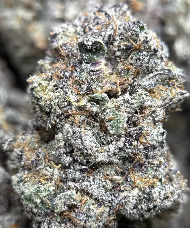 Amnesia Gold 6A+ photo 4