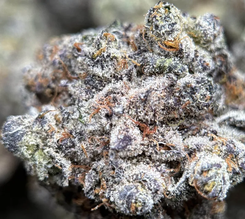 Amnesia Gold 6A+ photo 8