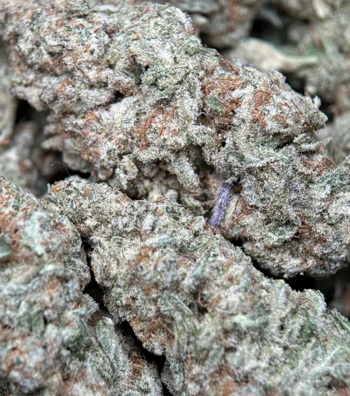 Astro Biscotti photo 9