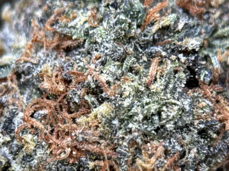 Astro Kush photo 5
