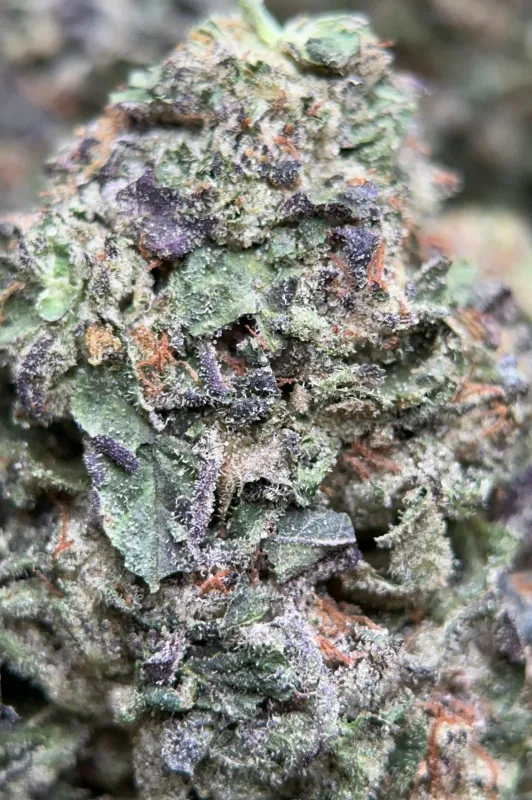 Astro Mints photo 5
