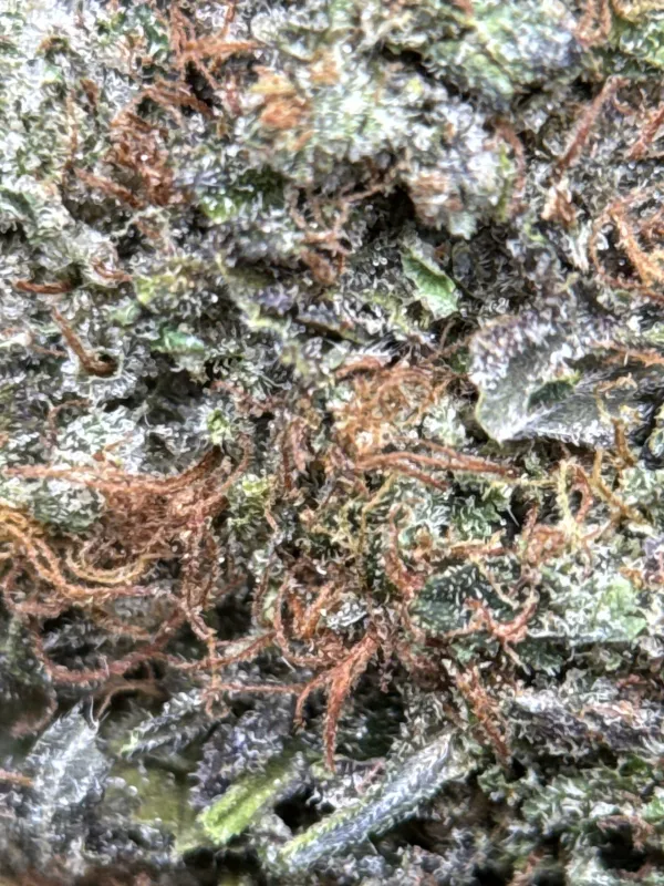BC Pink Gas photo 5
