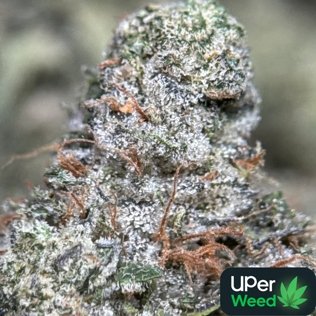 Blue City Diesel photo 2