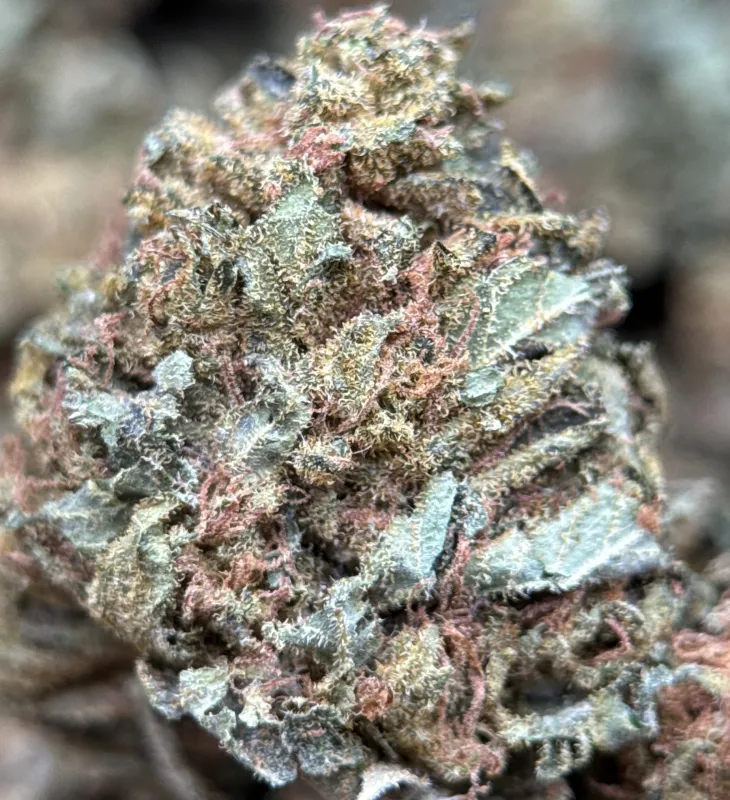 Sour Diesel photo 4